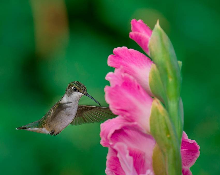 Hummingbird1